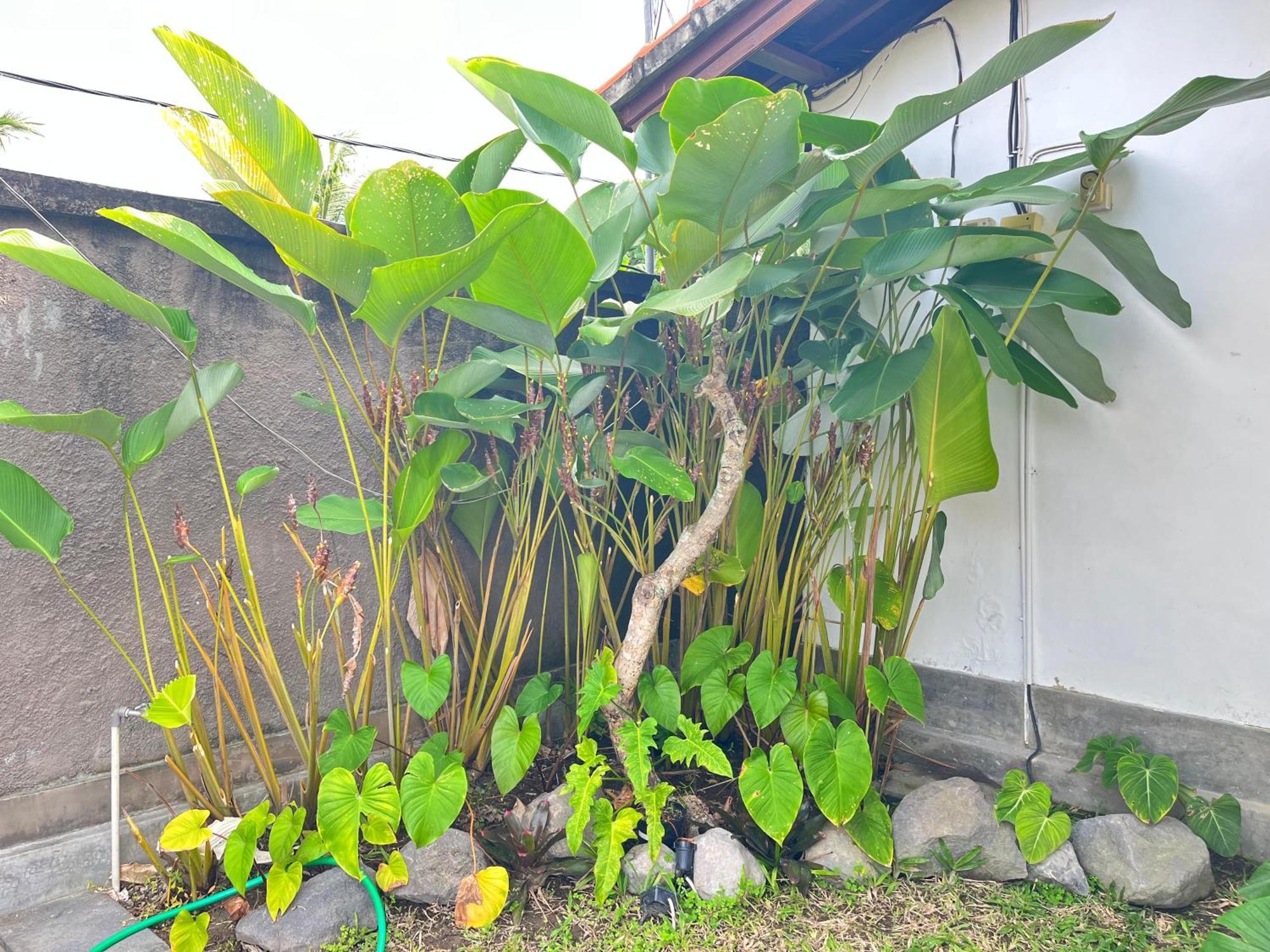 Dream House Villa Ubud